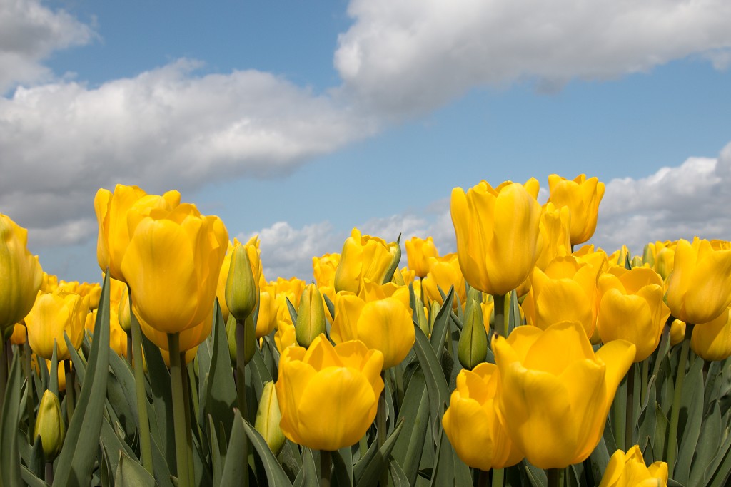 tulp tulpen tulipa natuur hdr tulpenbol liliaceae flora bloem bloemen voorjaar lente tulpenfestival keukenhof festival
